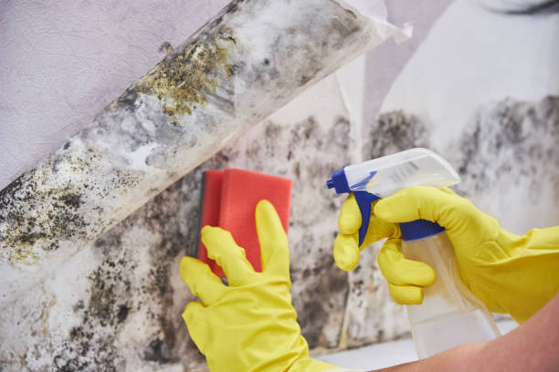 Best Residential Mold Inspection & Testing  in Woodlawn Beach, FL